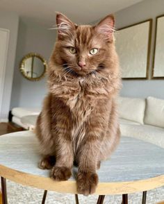 a cat sitting on top of a wooden table