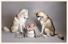 two dogs and a baby are sitting next to each other on a gray background,