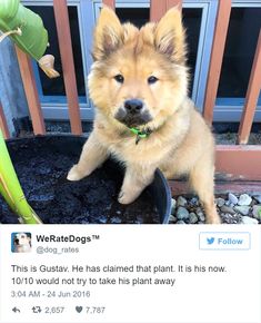 a dog is sitting in a potted plant and has his paw on the ground