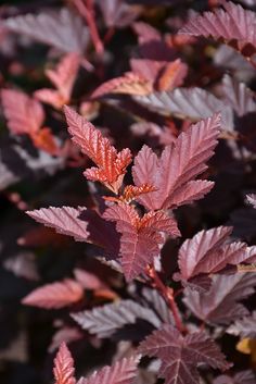 some red leaves are growing in the sun