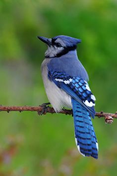 a blue bird sitting on top of a branch