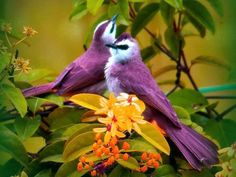 two purple birds sitting on top of flowers