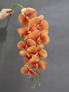 an orange flower is being held by someone