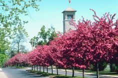 trees line the street in front of a clock tower with pink flowers on each side