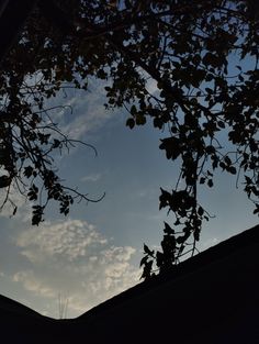 the silhouette of a tree against a blue sky