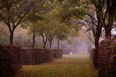 a park with trees and bushes in the fall, on a foggy day that has fallen leaves