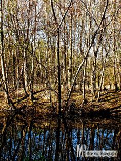 the trees are reflected in the water near the forest's edge, with no leaves on them