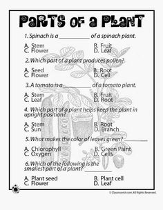 parts of a plant worksheet with answers and answer sheet for grade 1 students