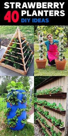 strawberry planters are great for growing strawberries and other plants