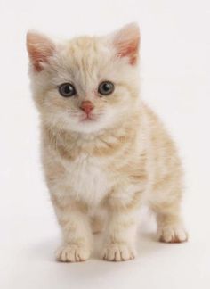 a small pink kitten sitting on top of a white floor