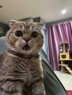 a cat sitting on top of a chair with its mouth open