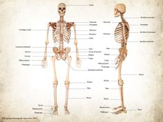 the bones and their major skeletal systems are labeled in this diagram, as well as text