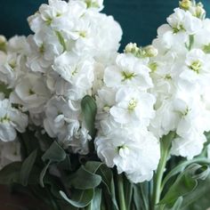 white flowers are in a glass vase on a table