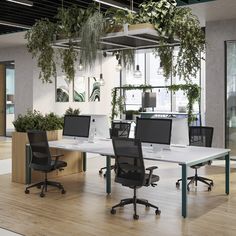 an office with plants hanging from the ceiling and two computer desks in front of them