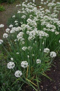 some white flowers are growing in the dirt