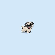 a small pug dog standing in the middle of a light blue background with its tongue out