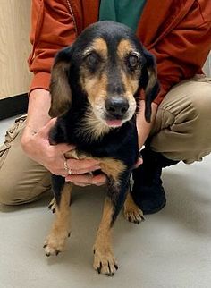 a man kneeling down holding a dog in his lap and looking at the camera while he is petting it