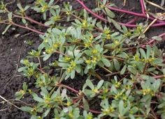 small green plants growing out of the ground in an area with dirt and grass on it