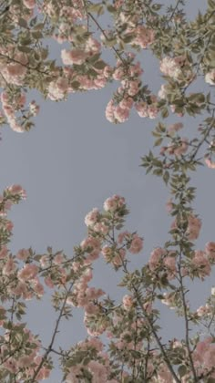 looking up into the sky at pink flowers