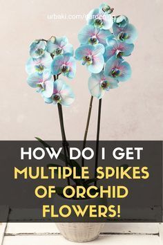 flowers in a vase with the words how do i get multiple spikes of orchid flowers?