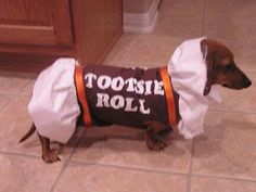 a small dog wearing a shirt that says tootsie roll on it's back