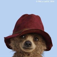 a brown bear wearing a red hat on top of it's head and looking at the camera