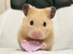 a hamster is sitting on a bed with its tongue hanging out