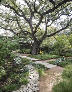 a large tree sitting in the middle of a lush green park