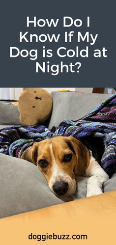 How-Do-I-Know-If-My-Dog-Is-Cold-At-Night? Basset Puppies, Dog Cold, Dog Health Tips