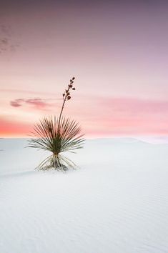 a lone palm tree in the middle of a white sand dune at sunset or dawn