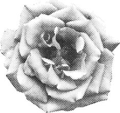 a black and white photo of a rose in the middle of halftone style, with dots