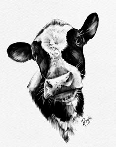 a black and white drawing of a cow's face with its nose open, looking at the camera