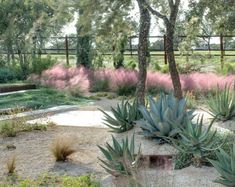 an outdoor garden with various plants and trees in the background, including succulents