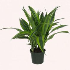 a green plant in a black pot on a white background