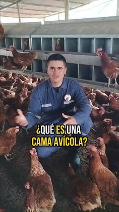 a man sitting on the ground surrounded by chickens in a building with words that read que es una cama avicola?