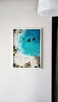 an aerial view of a manta ray swimming in the ocean from above on a white wall