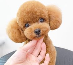 a small brown dog sitting on top of a table next to someone's hand