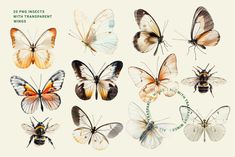 the butterflies are all different colors and sizes