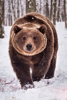 a large brown bear walking through the snow