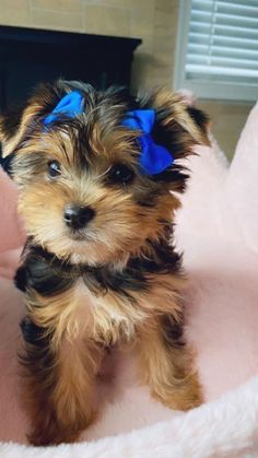 a small brown and black dog with a blue bow on its head sitting on a pink blanket