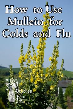 How to use Mullein for colds and flu - Joybilee® Farm | DIY | Herbs | Gardening | Mullian Plant, Mullein Leaf Tincture, Mullein Tea Benefits, Mullen Plant, Growing Mullein, Mullein Benefits, Mullein Plant, Mullein Tea, Medicinal Wild Plants