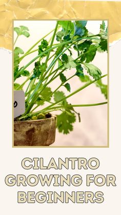 a close up of a plant with the words cilantro growing for beginners