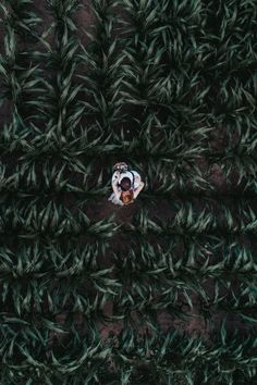 an overhead view of a person laying on the ground surrounded by green plants and leaves