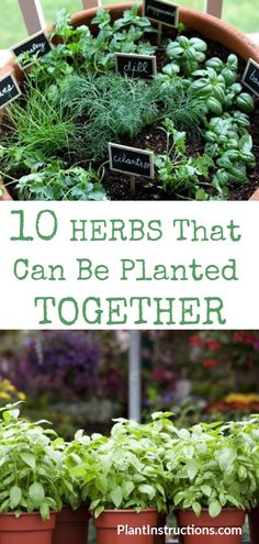 several potted plants with the words 10 herbs that can be planted together in them