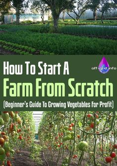 how to start a farm from scratch beginner's guide to growing vegetables for profits