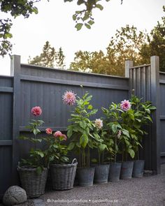 several potted plants in front of a fence