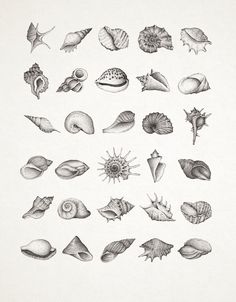 a drawing of different types of seashells