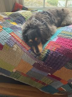 a black and brown dog laying on top of a colorful quilt