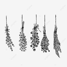 four different types of flowers hanging from the stems in black and white, on a white background