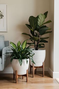 two potted plants sitting next to each other on top of a wooden floor in front of a couch